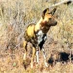Wild dog